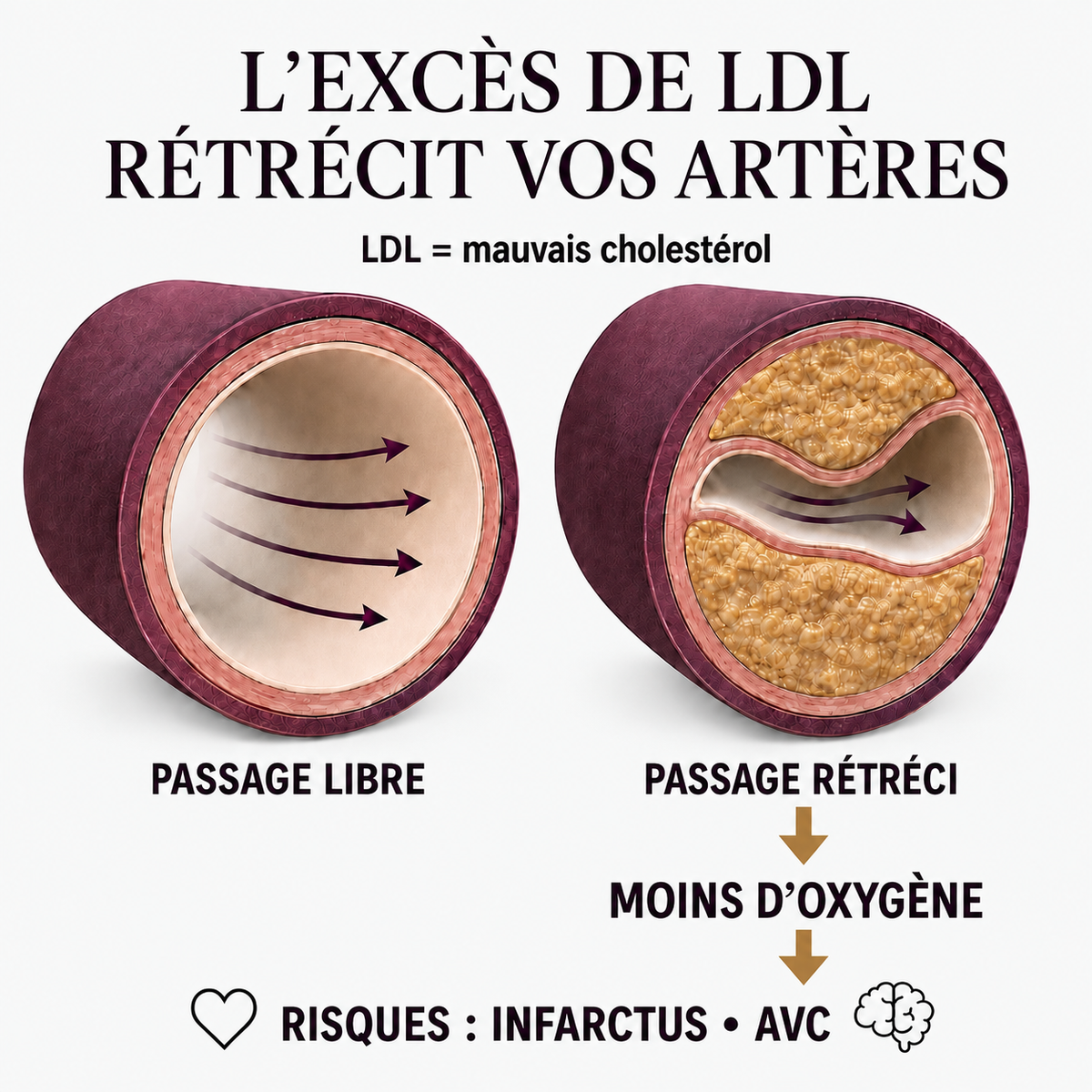 Amla | Reprenez le contrôle de votre cholestérol